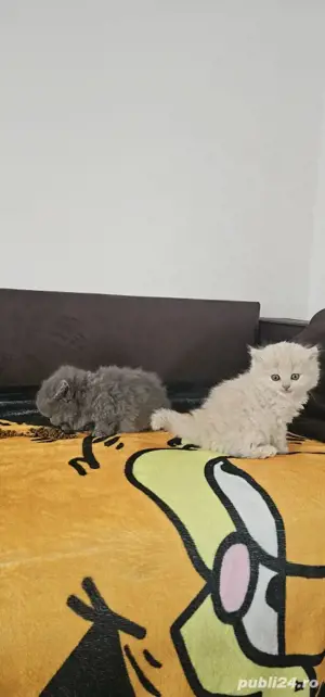 british longhair sibiu 