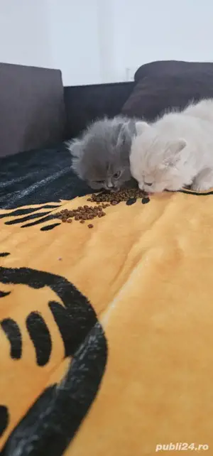 british longhair sibiu  - imagine 3