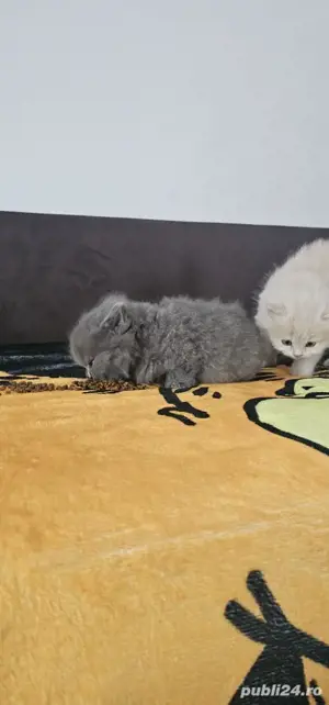 british longhair sibiu  - imagine 2