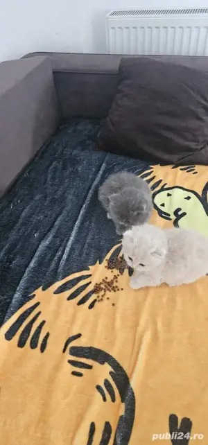 british longhair sibiu  - imagine 4