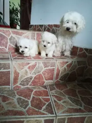Bichon maltez băieți