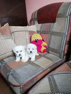 Băieți bichon maltez  - imagine 3 Băieți bichon maltez  - imagine 3