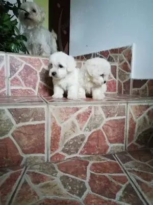 Băieți bichon maltez  - imagine 2 Băieți bichon maltez  - imagine 2