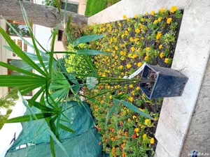 Palmier trachycarpus fortunei. - imagine 4