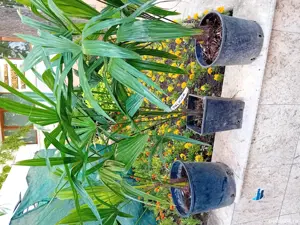 Palmier trachycarpus fortunei. - imagine 5