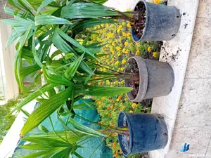 Palmier trachycarpus fortunei.