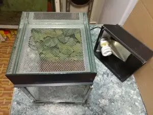 Nano terariu de vanzare - imagine 3