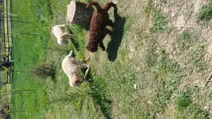 Lagotto caini de trufe  - imagine 2