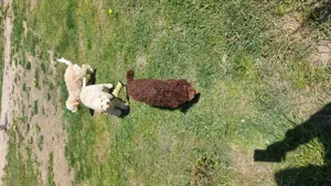 Lagotto caini de trufe  - imagine 3