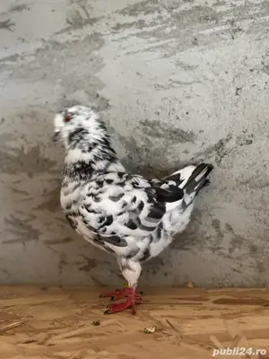 porumbei king - imagine 4