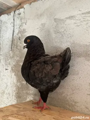 porumbei king - imagine 3