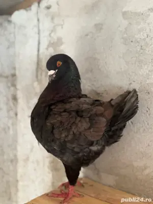 porumbei king - imagine 2