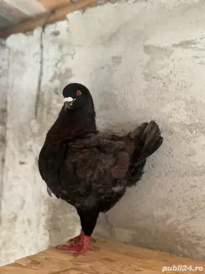 porumbei king - imagine 5