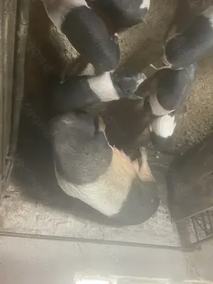 Porci Bazna scrofițe și virtuți, sau porc pentru sacrificat 