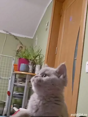 British shorthair lilac - imagine 4