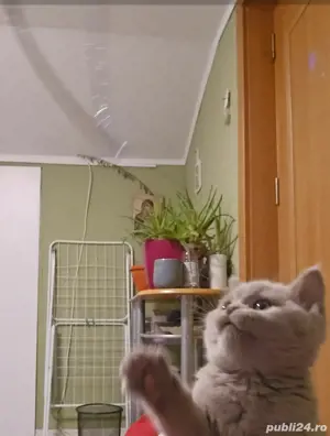 British shorthair lilac - imagine 3