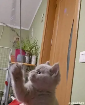 British shorthair lilac - imagine 2
