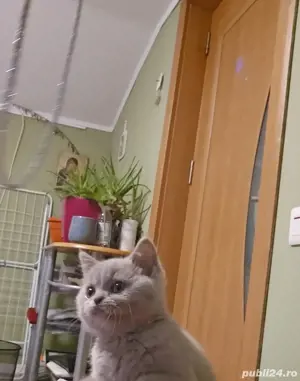 British shorthair lilac - imagine 5