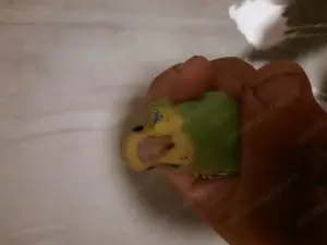 Perusi tineri și nimfe tinere.