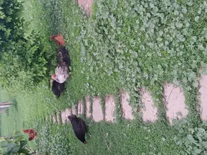 Vind puii găină tăiați crescuți natural.  - imagine 4