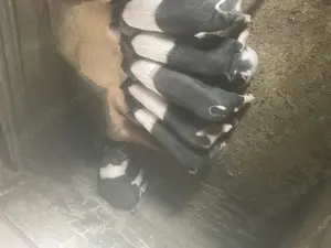 Porci din rasa Bazna o rasă cu o carne sănătoasă și de foarte bună calitate