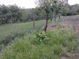 65000euro!!Bucium!Teren intravilan 1500mp,asfalt!