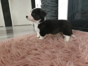 pui Cardigan welsh corgi - imagine 4