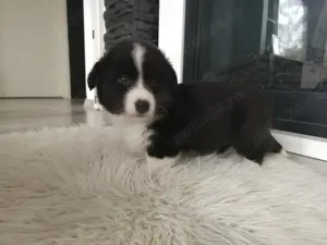 pui Cardigan welsh corgi