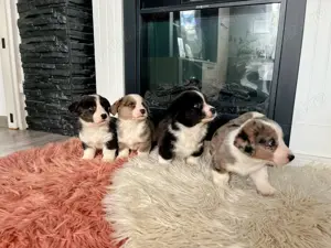 pui Cardigan welsh corgi - imagine 3