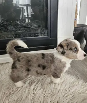 pui Cardigan welsh corgi - imagine 5