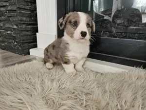 pui Cardigan welsh corgi - imagine 2