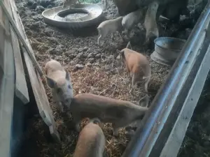 Purcei Mangalița  - imagine 8