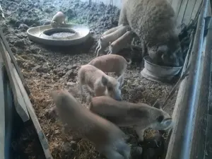 Purcei Mangalița  - imagine 3