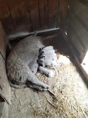 Purcei Mangalița  - imagine 2