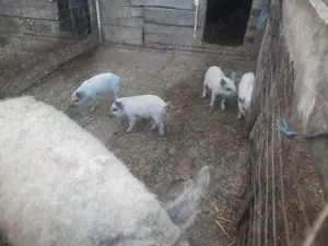 Purcei Mangalița  - imagine 4