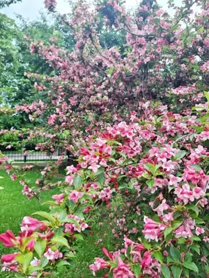 Proprietate Piatra Neamt - vila cocheta cu garaj, beci si teren - imagine 20