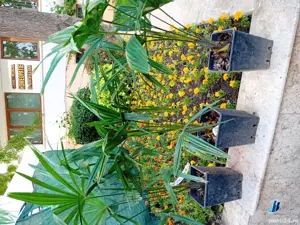 Palmier trachycarpus fortunei. - imagine 2