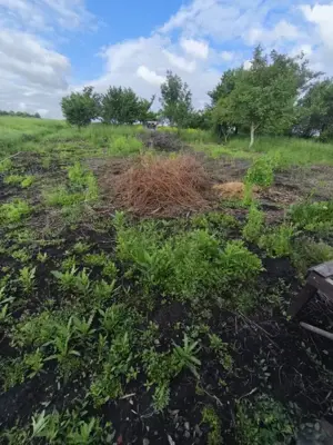 Casa 4 camere, 6000mp teren, zona centrala, Negostina, Siret - imagine 17