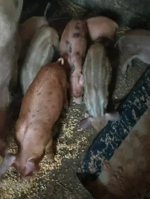 Purcei buni de vânzare  - imagine 4