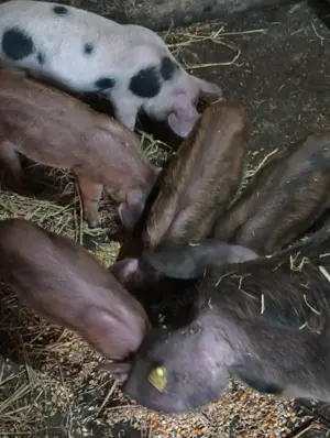 Purcei buni de vânzare  - imagine 2