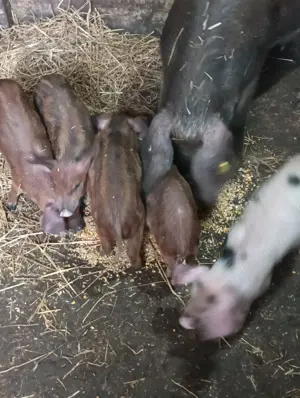 Purcei buni de vânzare  - imagine 5