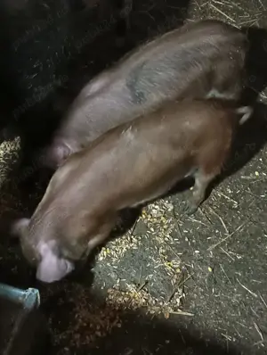 Purcei buni de vânzare  - imagine 3