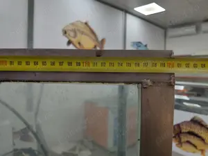 Acvariu pescarie + pompe  - imagine 4