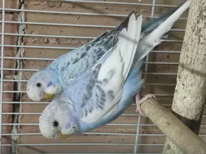 Perusi tineri din crescatoria proprie - imagine 2