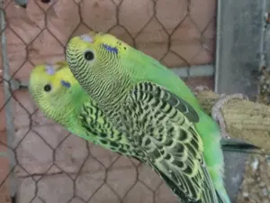 Perusi tineri din crescatoria proprie