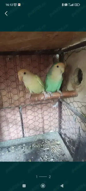 Pereche Agaponisi (Rosecolli) - imagine 2