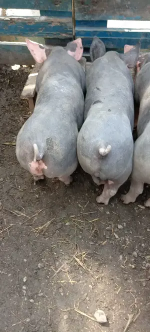 Porci,purcei  - imagine 4