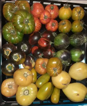 Proprietate de vanzare langa Bucuresti - imagine 7 Proprietate de vanzare langa Bucuresti - imagine 7