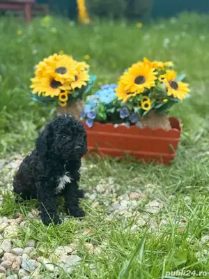 De vânzare Caniche Pudel - imagine 5 De vânzare Caniche Pudel - imagine 5