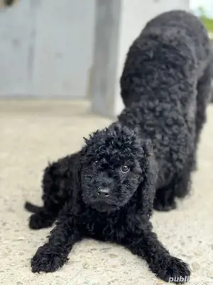 De vânzare Caniche Pudel - imagine 4 De vânzare Caniche Pudel - imagine 4